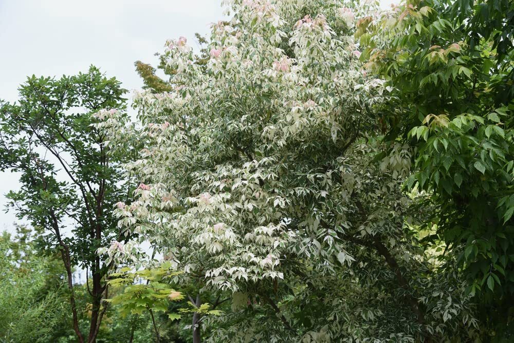 Boxelder Maple Tree Seeds for Planting – 30 Seeds -Acer negundo- Ships from Iowa