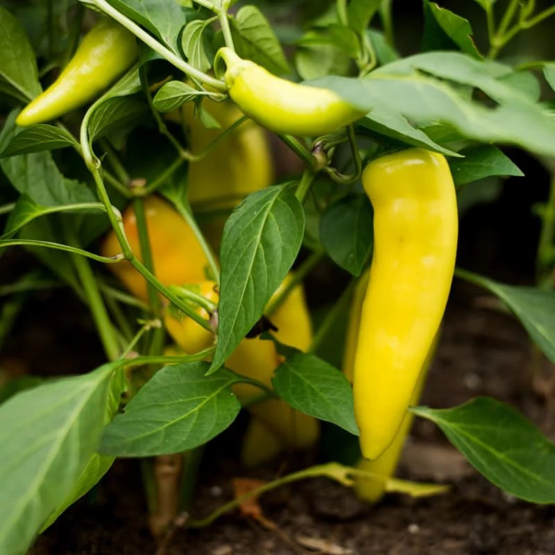 100+ Pepper Seeds – Hungarian Yellow Wax – HOT —— Heirloom