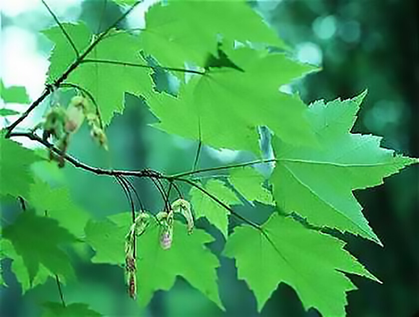 Red Maple, Acer rubrum, (Northern Source) Tree Seeds (Fast, Fall Colors)