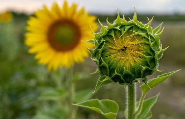 50 Mammoth Russian Sunflower seeds- With Bonus! | Organic Non-GMO Heirloom