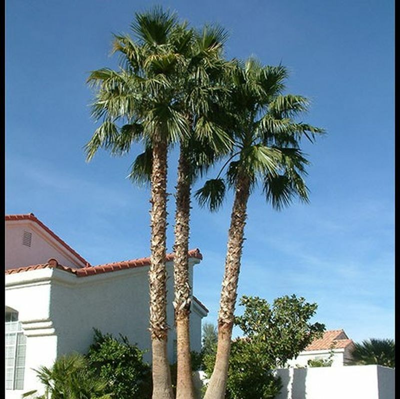 50+ MEXICAN FAN PALM TREE SEEDS, WASHINGTON ROBUSTA (012) Freshly Harvested 2023