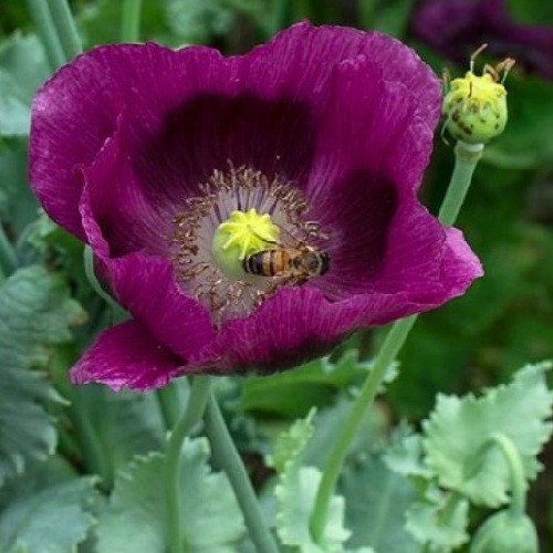 2,500 Authentic Heirloom Lauren’s Grape Non-GMO Papavaer Somniferum Poppy Seeds