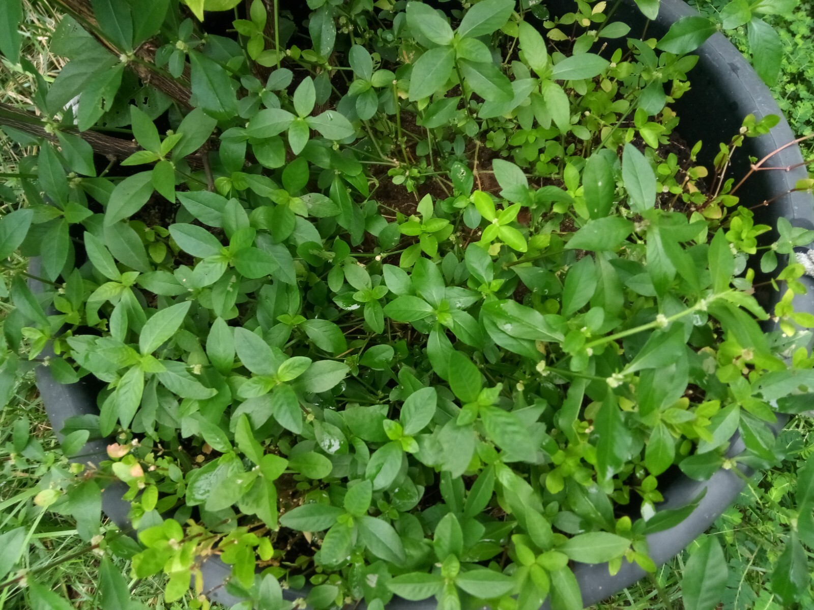 200+Sessile Joyweed/Ponnanganni/Mukunuwenna/Dwarf Copperleaf/Alternanthera Seeds