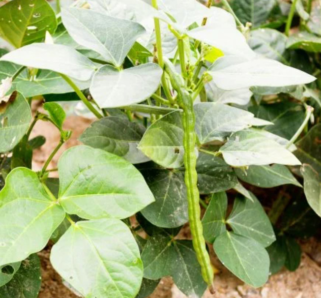 30 Count Black Eyed Pea Seeds – NON-GMO – Heirloom