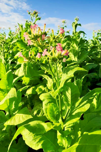 300 SENSATION FLOWERING TOBACCO MIX SEEDS | SALE FREE SHIPPING NON GMO HEIRLOOM