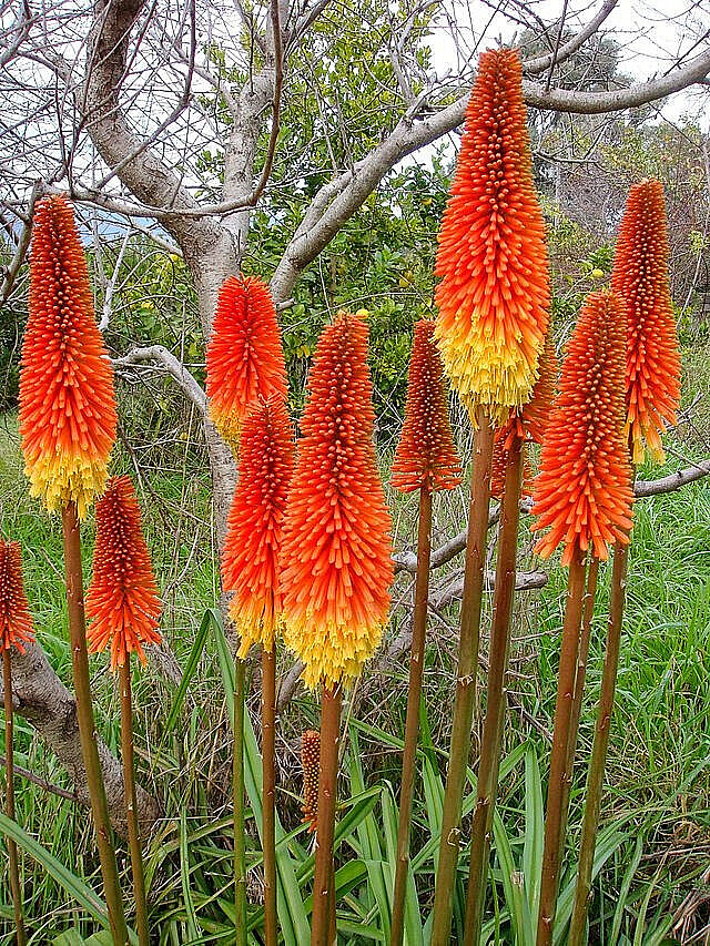 RED HOT POKER 100 SEEDS, ORANGE AND YELLOW FLOWERS. KNIPHOPHIA, TORCH LILY
