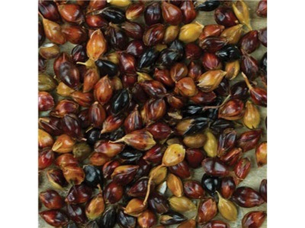 Multi-Colored Broom Corn Seeds – High yields of Beautiful Straw Very Beautiful