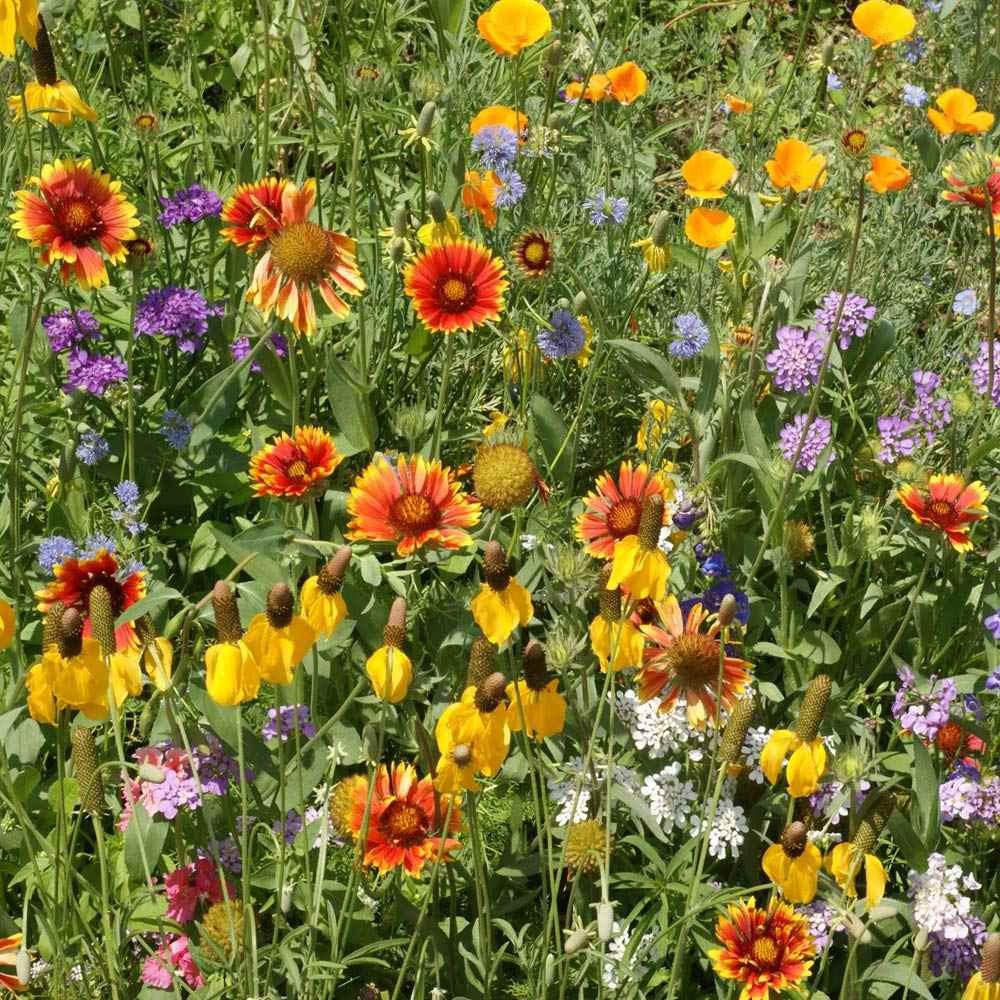 1 LB California wild flower seed from Outsidepride.