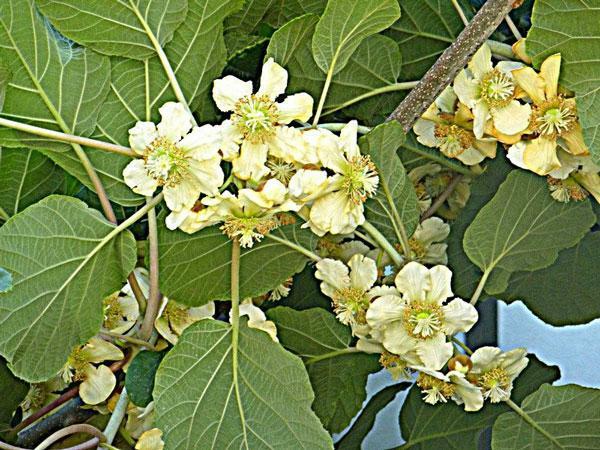 Actinidia deliciosa | Chinese Gooseberry | Kiwi Fruit | 10 Seeds