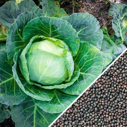 All Seasons Cabbage Seeds, Organic Heirloom Green Cabbage Vegetable Seeds
