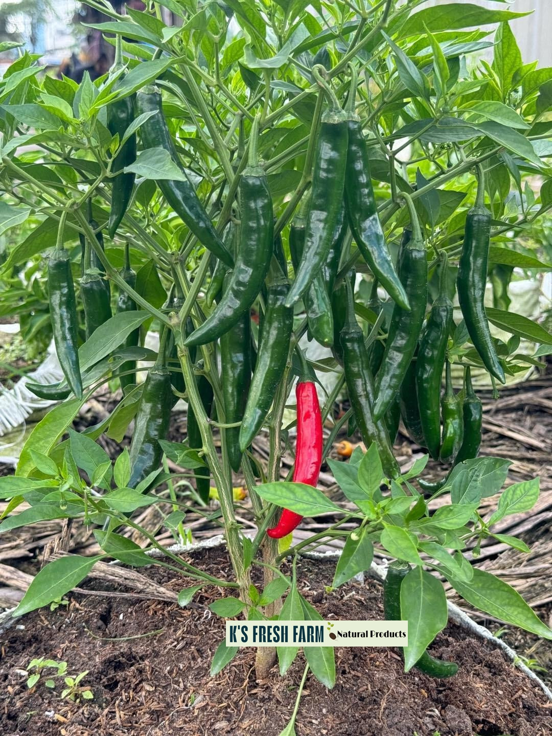 Cayenne Long Thin Red/ Goat Horn Pepper Seeds- hạt giống Ớt Chỉ Địa/ Ớt Sừng