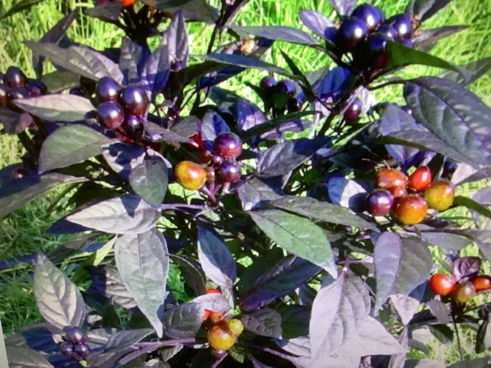 “Black Pearl Ornamental Pepper” MING CHERRY BOMB Ornamental seeds 15 ct.
