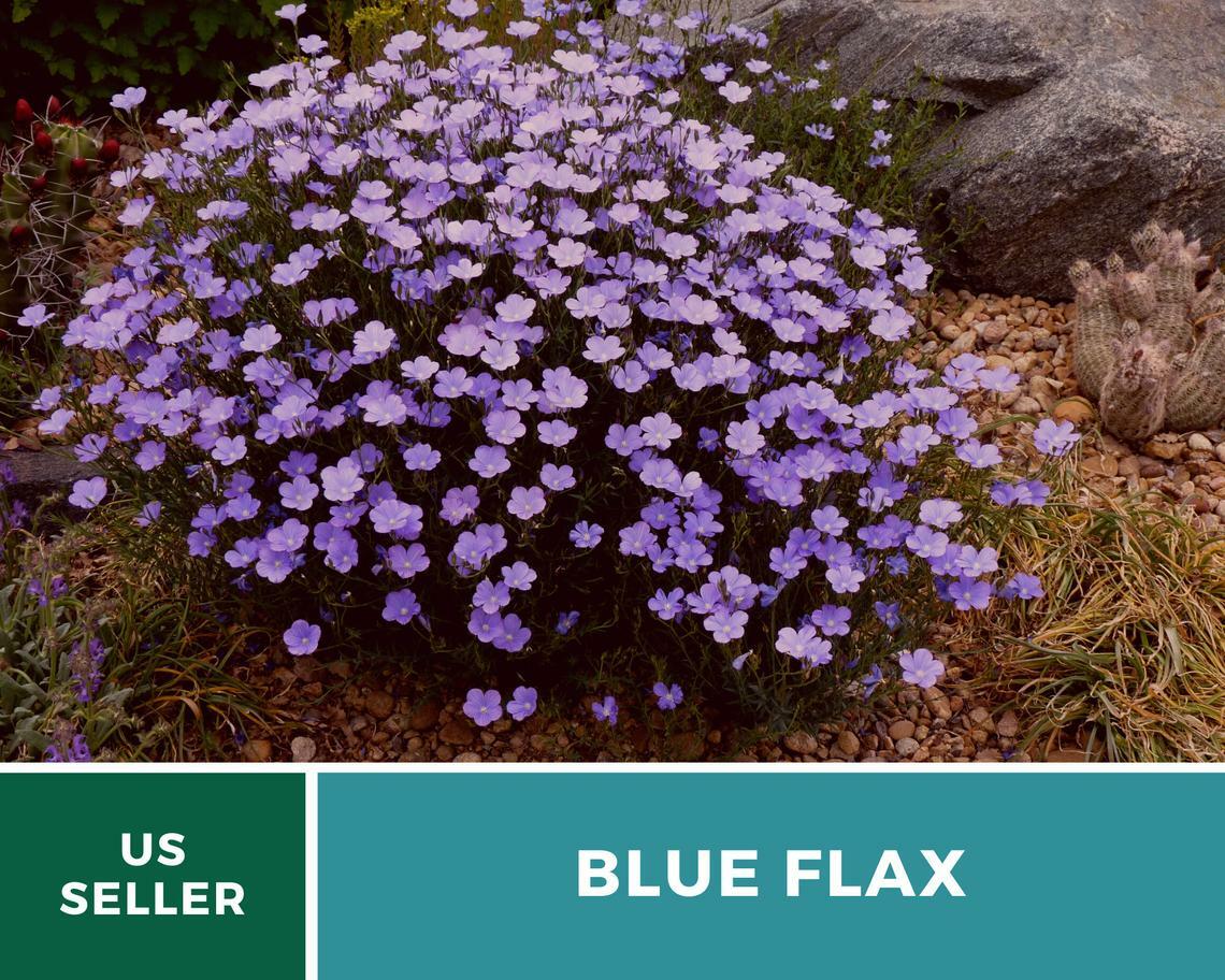 Flax, Blue – “Prairie Flax” – 100 Seeds – Stunning Flowers – Sow Spring or Fall