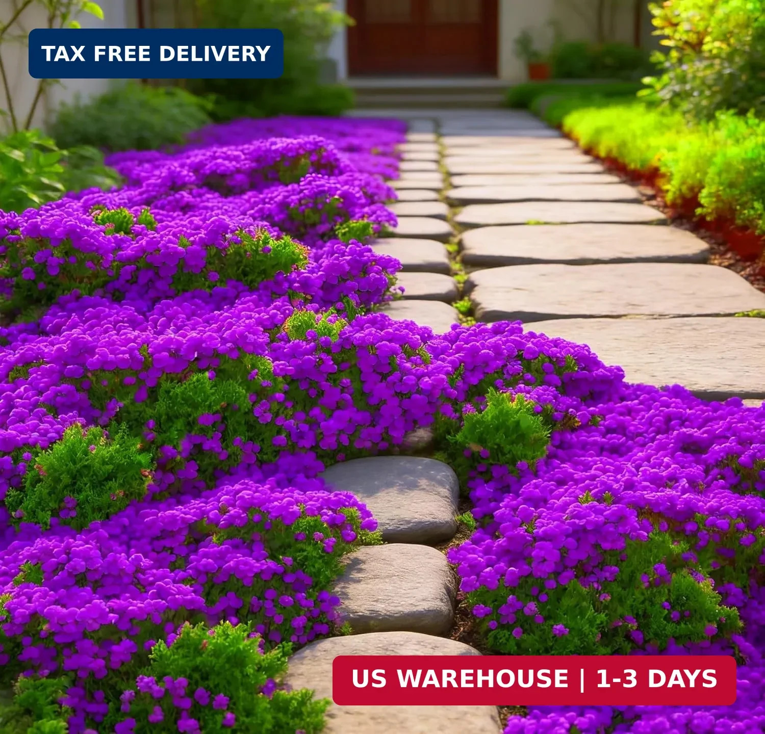Purple Creeping Thyme Ground Cover Flower Seeds for Planting, 20008pcs Perennial