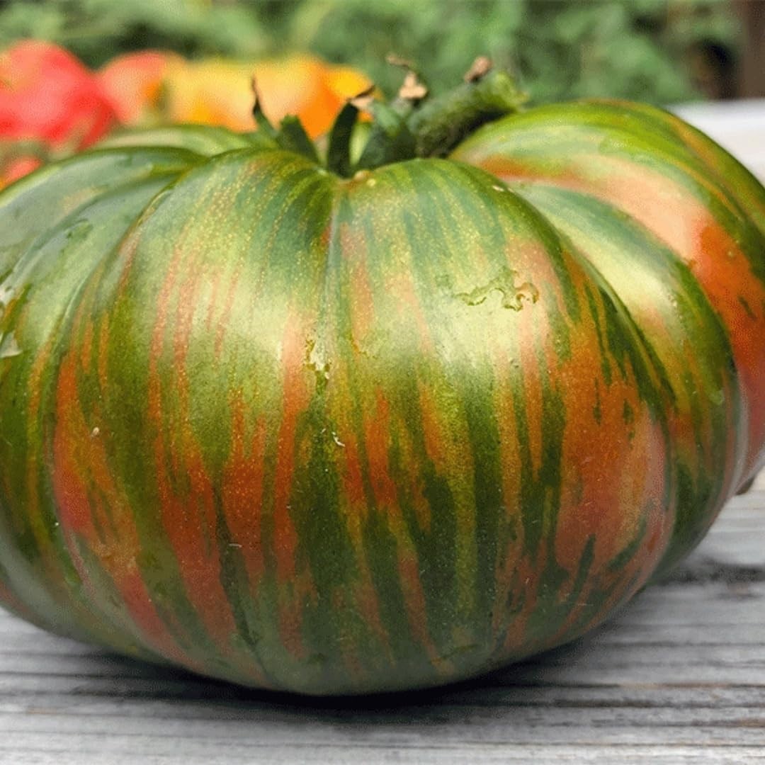 10 seeds Dwarf Peppermint Stripes Tomato ORGANIC Rare DTP