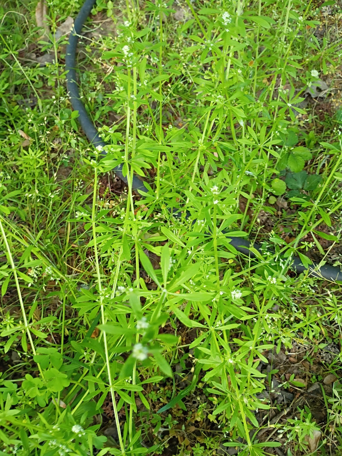 50 Organic Cleavers Seeds (Sticky willy/ Goosegrass)Seeds.US grown.