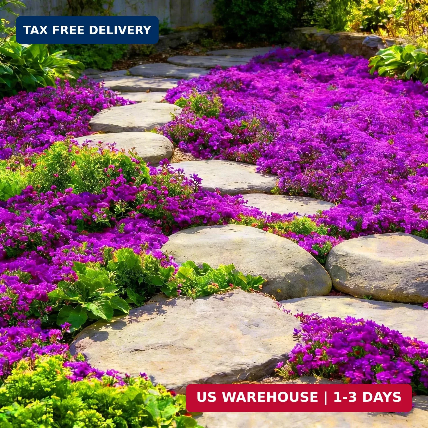 Purple Creeping Thyme Ground Cover Flower Seeds for Planting, 20008pcs Perennial