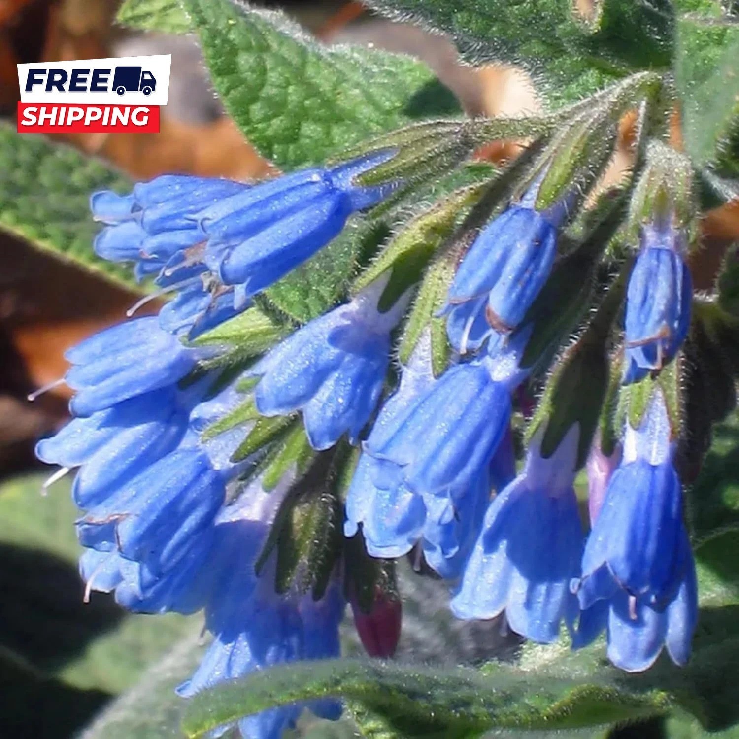80 Symphytum Officinale Comfrey Seeds Non-Gmo Heirloom Fresh Garden Seeds