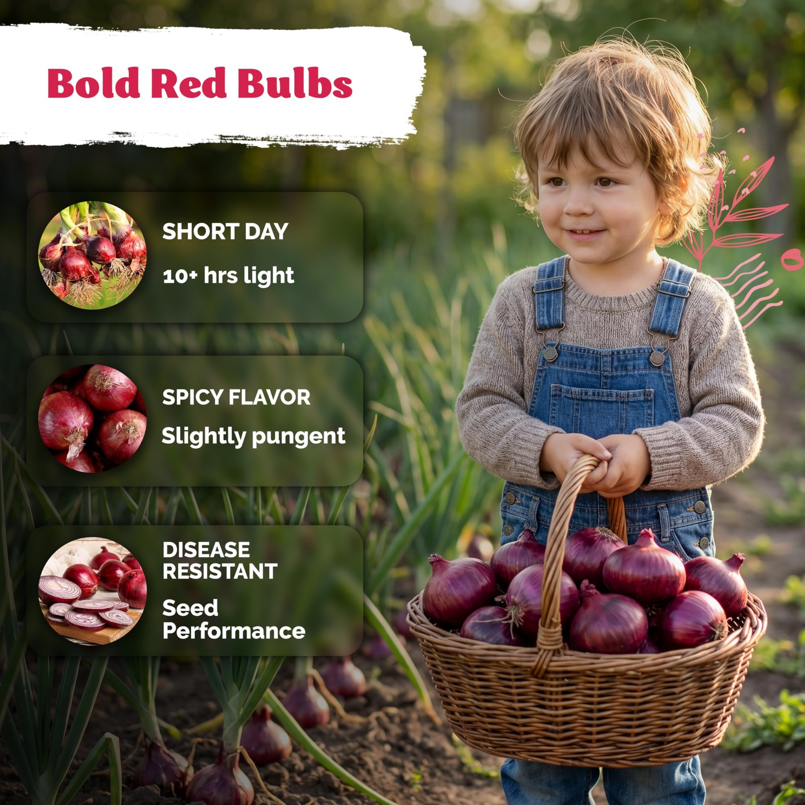 KVITER 350 Red Creole Onion Seeds (Allium Cepa)