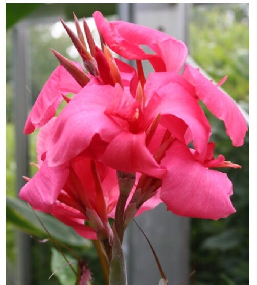 Canna Lily Seeds(20)Queen Pink Canna Dwarf Seeds – 2′-3′ Full Grown 2023 Harvest