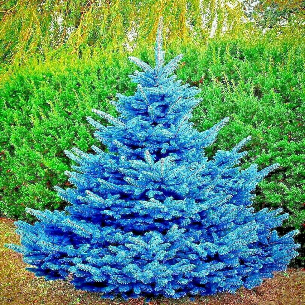 COLORADO BLUE SPRUCE TREE SEEDS (Picea pungens) “Glauca” Cold Hardy Bonsai Plant