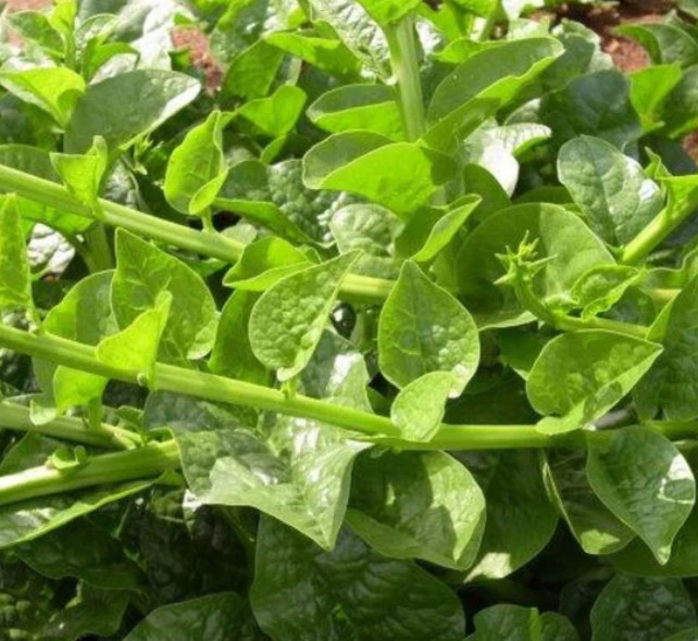 Malabar Spinach GREEN VINES SUPREME Seeds Heat Loving Climbing Vine Heirloom!