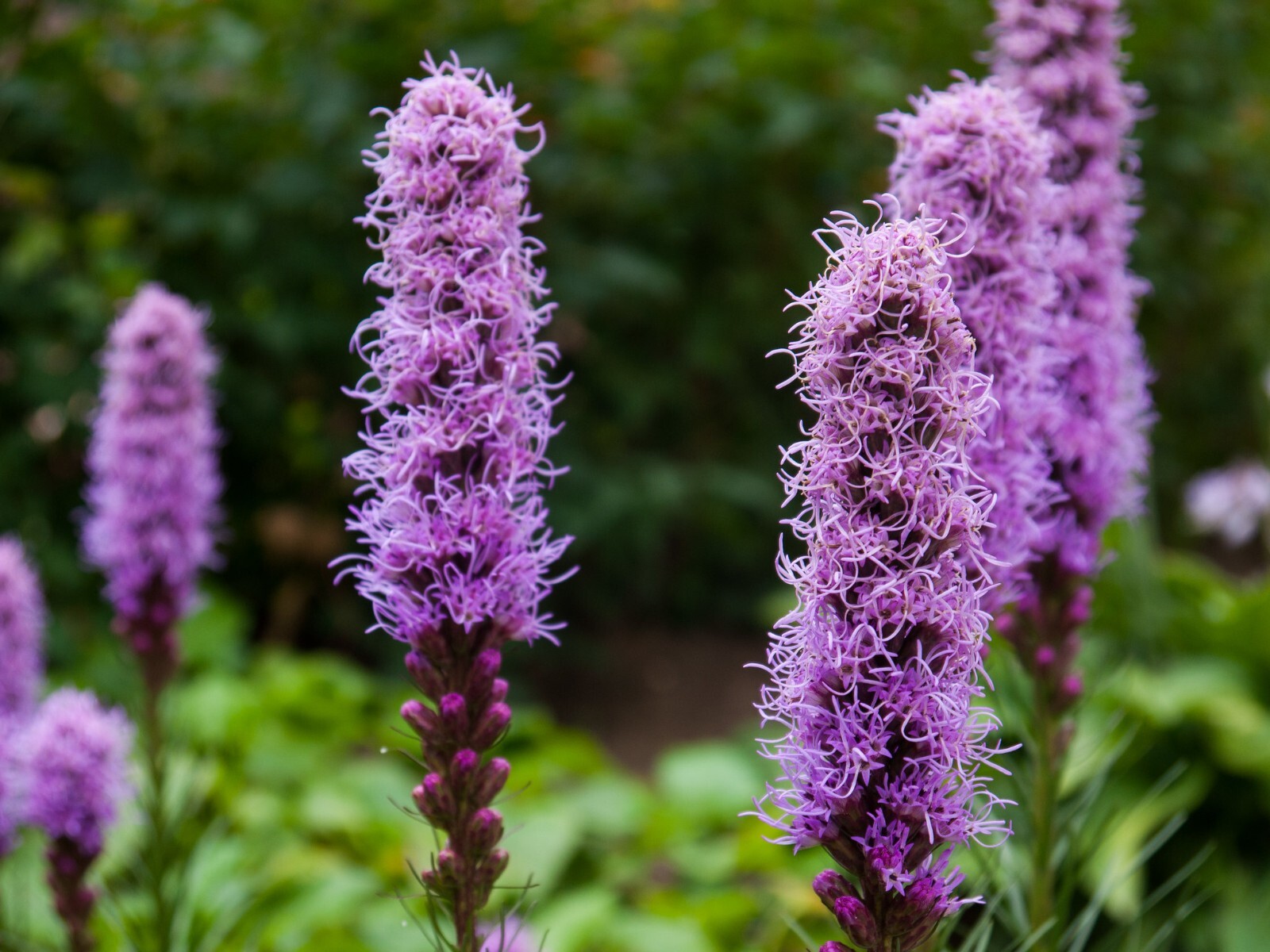 Liatris Spicata – Floristan Violet seed