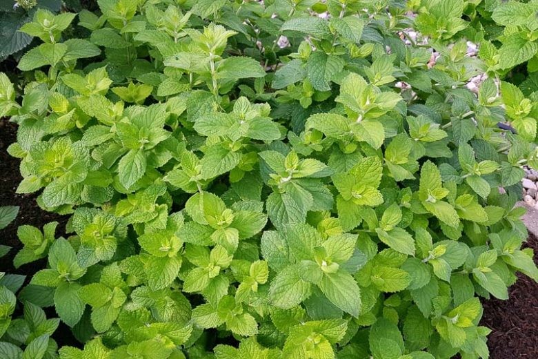 Mentha suaveolens APPLE MINT Herb – Seeds!