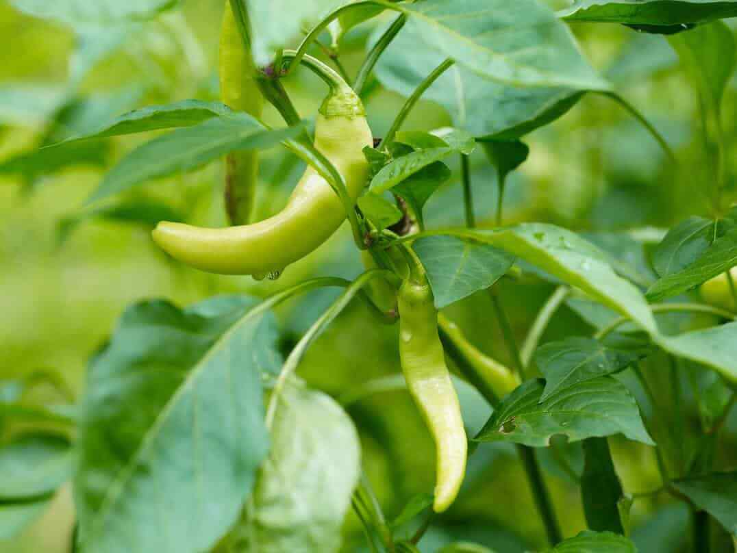 Italian Pepperoncini Pepper Seeds, Friggitello, NON-GMO, FREE SHIPPING