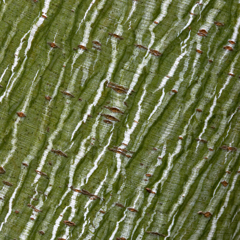 Manchurian Striped Maple, (Snake Bark), Acer tegmentosum, Tree Seeds