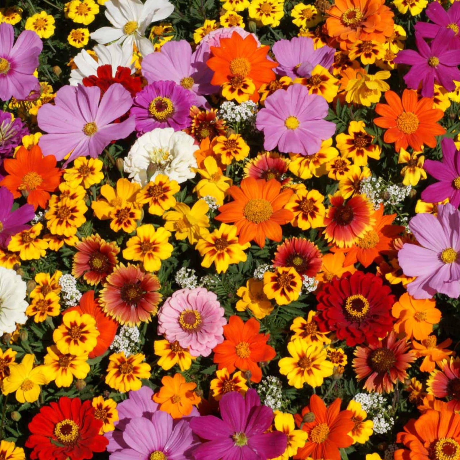 Wildflower Seeds Bulk – National Seed Collection – Perennial Brown