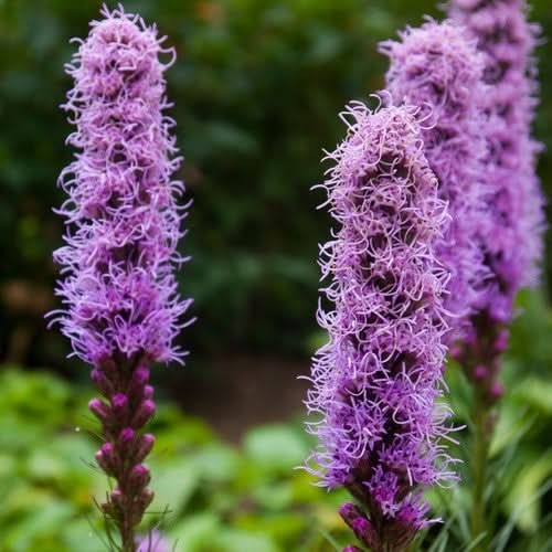 Gayfeather Wildflower Seeds For Planting (Liatris spicata)