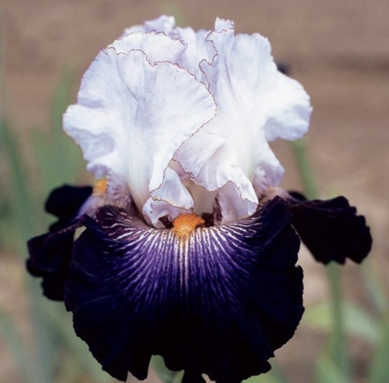 US Seller Multi-Varieties Iris Seeds, Heirloom Iris, Mixed seeds 25pcs/pack