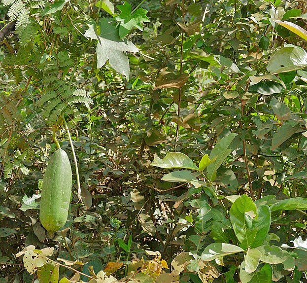 Luffa cylindrica | Sponge Gourd | 10 Seeds