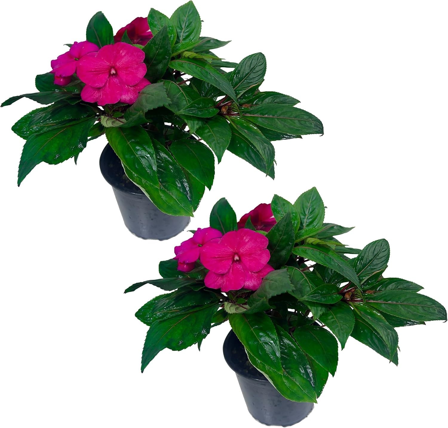 Impatiens Pink (Pack of 2)– Lush Blooming Annual with Soft Pink Flowers