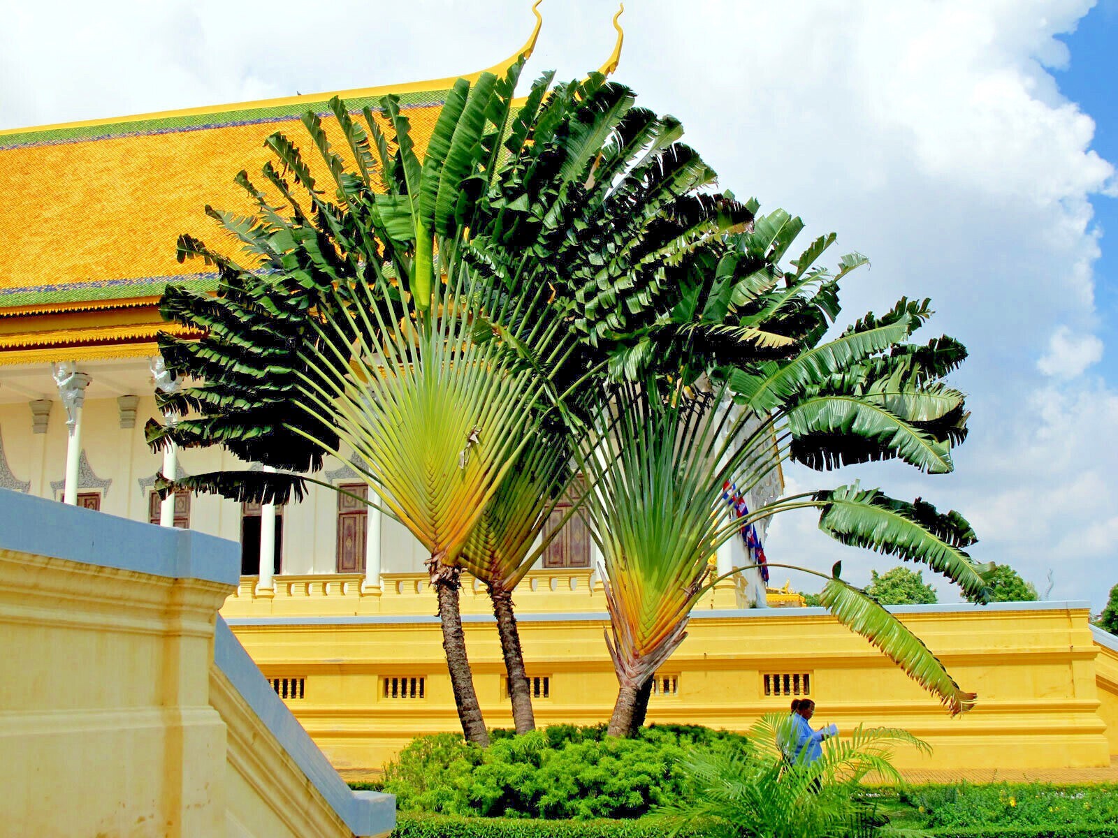 TRAVELERS PALM TREE SEEDS (Ravenala madagascariensis) Bird of Paradise Plant