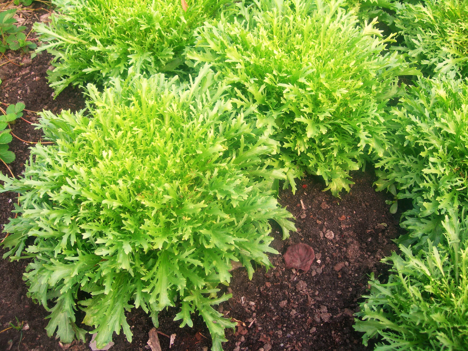 Frisee Endive Seeds | Curly Yellow Green French Chicory Seed 2025 Fast Shipping