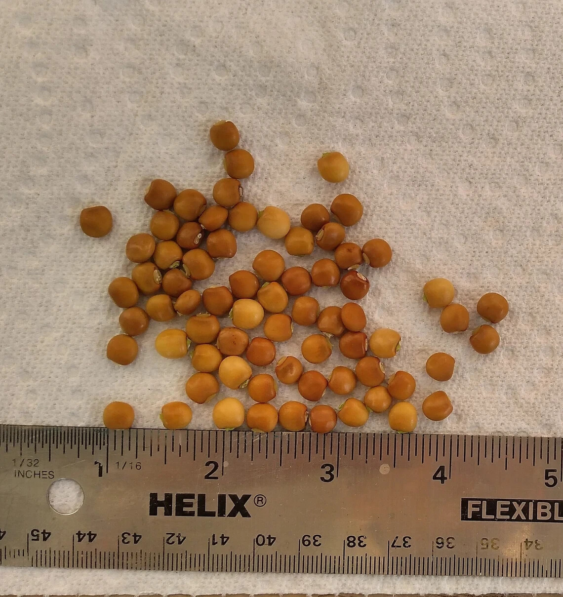 25 Seeds White Pigeon Peas, Cajanus cajan, Gandules seeds, Nitrogen fixing plant
