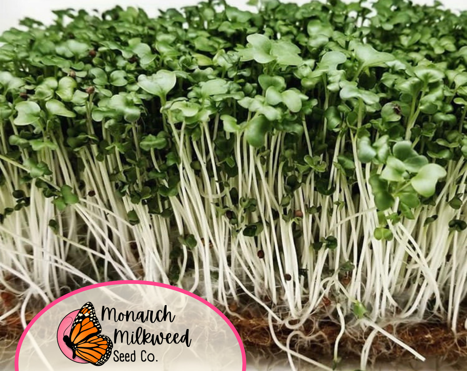 2500+ Broccoli Seeds ‘Waltham 29’ | Heirloom, Non-GMO, Vegetable Gardening Seed