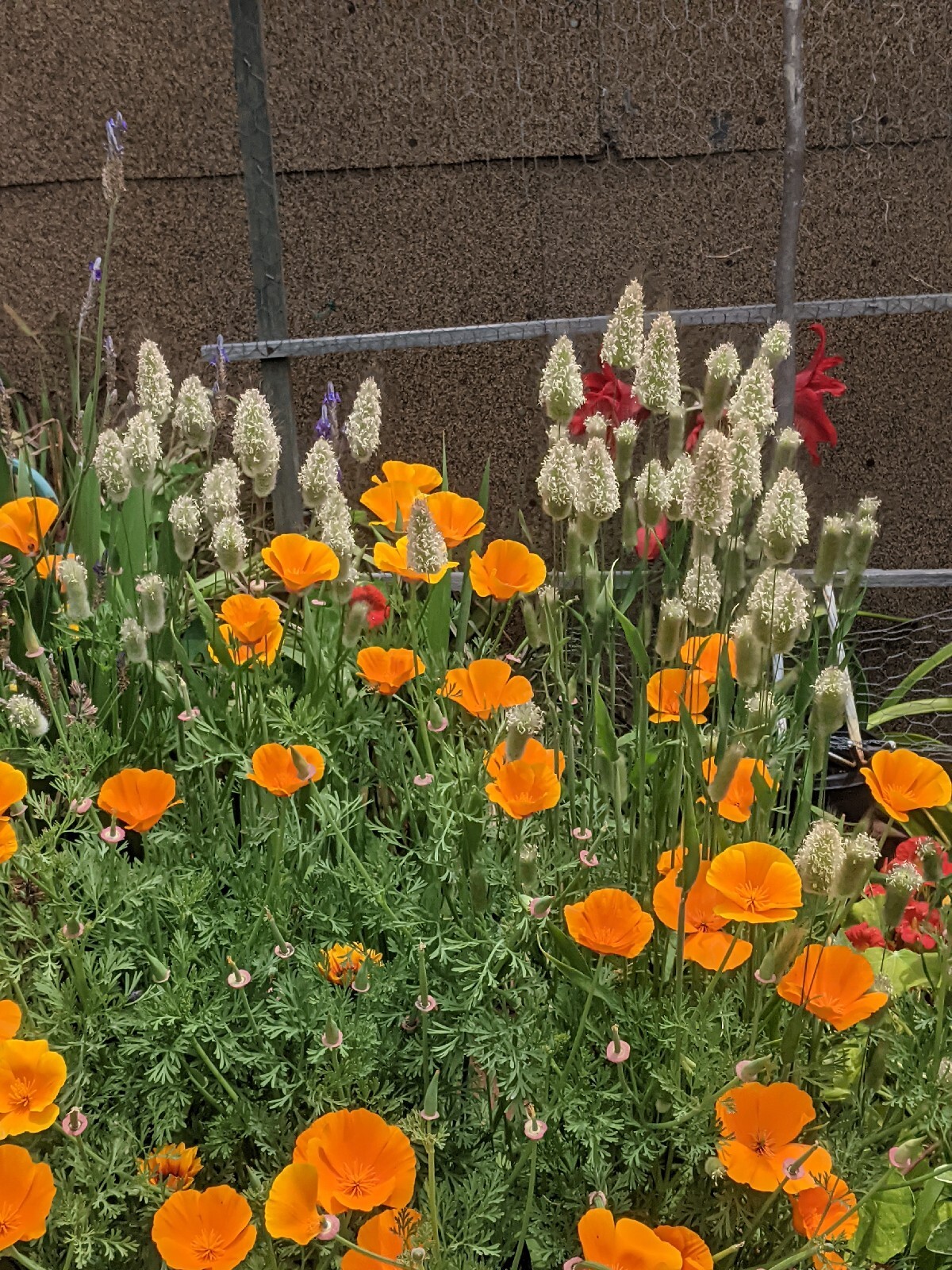 California “Gold Rush” Poppies (100+ SEEDS) Eschscholzia. USA Grown 2023 CROP