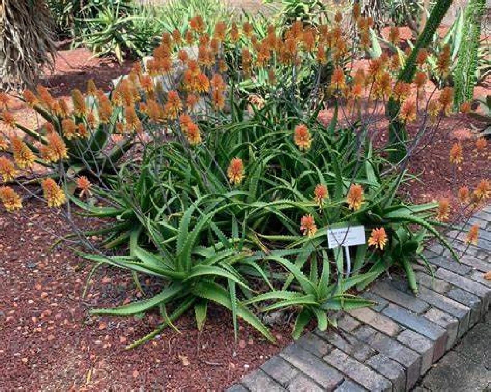Aloe Camperi Flowering Succulent | Fast Growing 10 seeds Free Shipping!