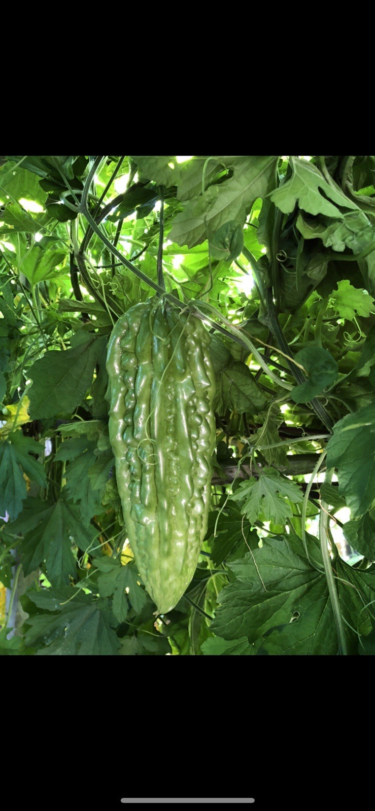 BitterMelon Starter Plant With Pot 6” Bitter Gourd Ready To Plant
