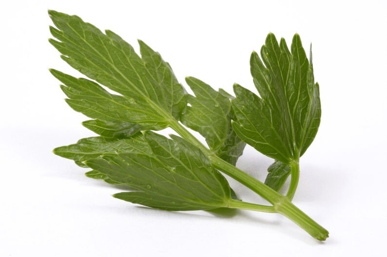 Lovage Culinary Herb Premium Seed Packet