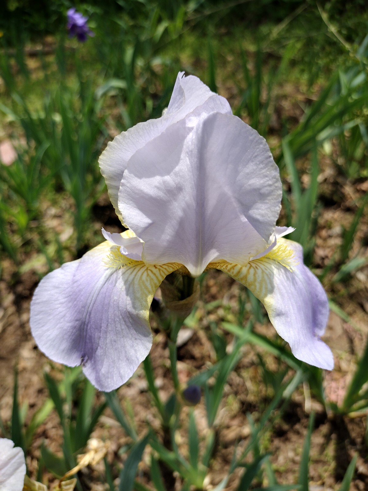 30x Fresh Bearded Iris Rhizomes Mixed Varieties