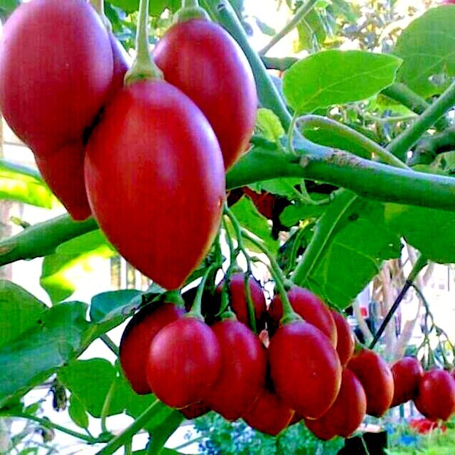 Tamarillo Tree Tomato Seeds Yields 60+lbs of Garden Fruit! Fast Growing Plant