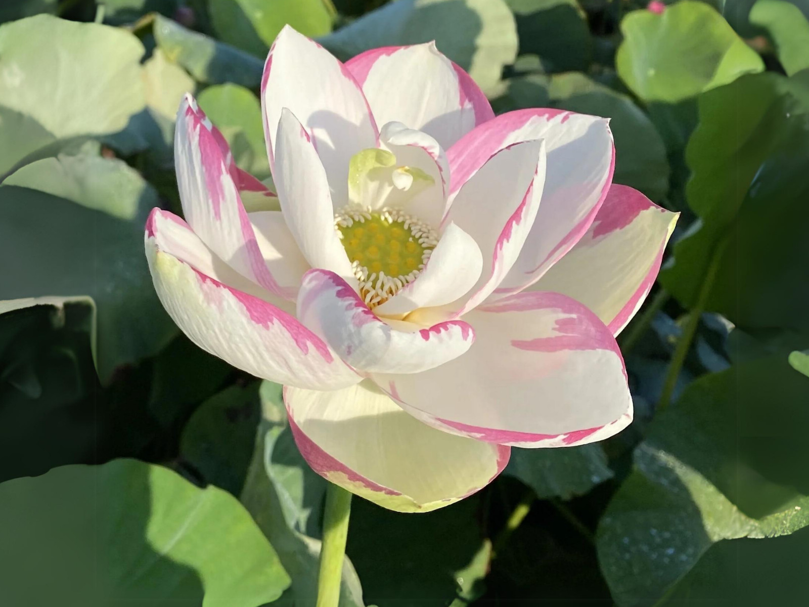 5 Rare Seeds| Empress Lotus Seeds – Indian Lotus (Nelumbo nucifera) Seeds