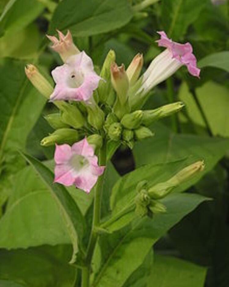 Tobacco seeds Habana #608 Tobacco Naturally grown .5 Grams Aprx 5000 Ct.