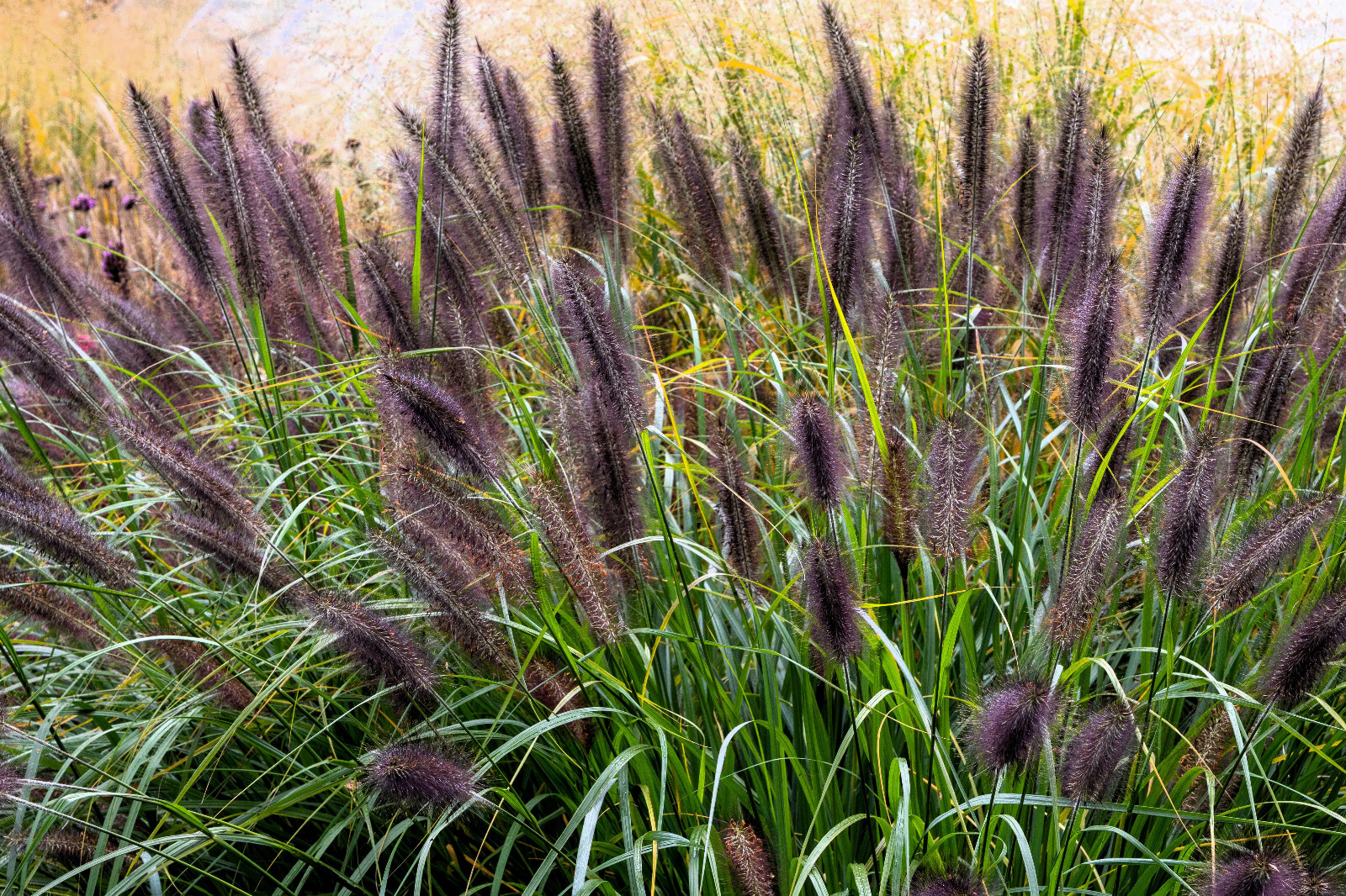 10 Dwarf BLACK FOUNTAIN GRASS Pennisetum Alopecuroides Viridescens Hardy Seeds