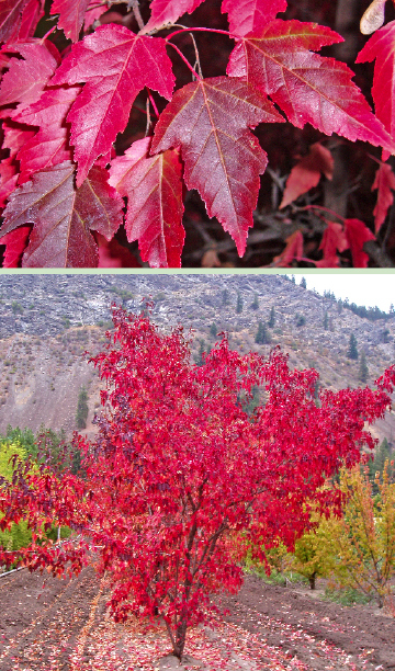 Flame Amur Maple, Acer ginnala Flame, Tree Seeds (Fall Color, Hardy, Bonsai)
