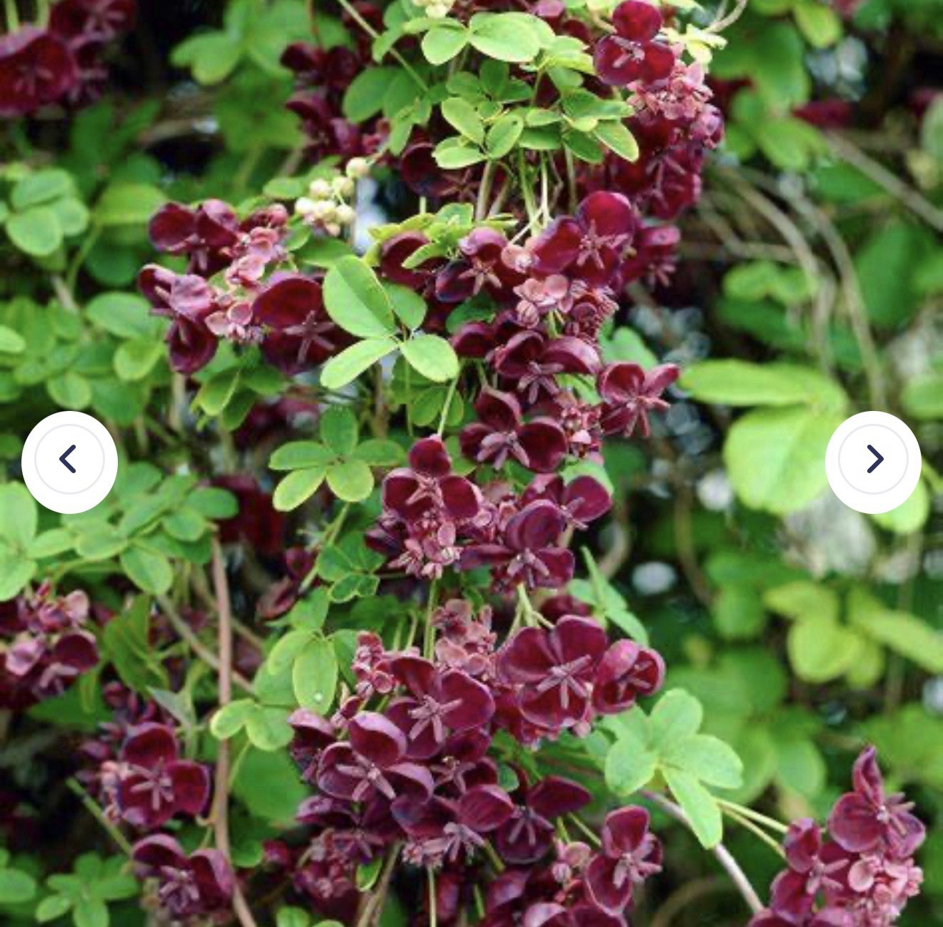 Chocolate Vine Akebia quinata SMALL Rooted Starter Plant-Chocolate Scented Bloom